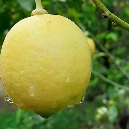 Casa Via Mare 로카 임페리알레